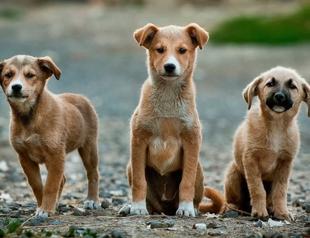 Over 368,000 stray animals adopted from animal shelters: Ministry
