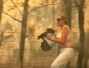 Injured koala reunited with bushfire rescuer