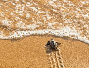 Over 4,300 baby sea turtles in Çıralı reach Mediterranean