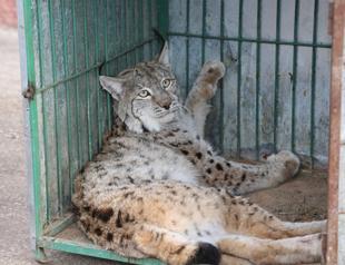 Rare caracal under treatment