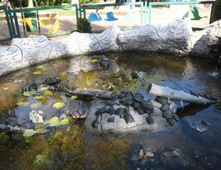 Gaziantep Zoo home for smuggled turtles