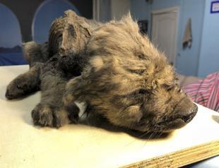 Russian scientists present ancient puppy found in permafrost