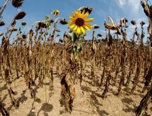 Climate change greatest threat to global health: WHO
