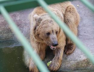 Bears ‘forget’ to hibernate in Gaziantep