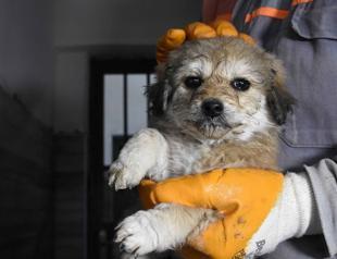 Dog named ‘Miracle’ after surviving building collapse in Central Anatolia