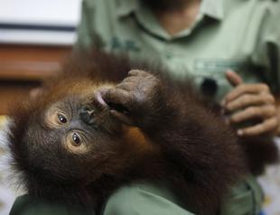 Balis drugged, smuggled orangutan headed back to the wild