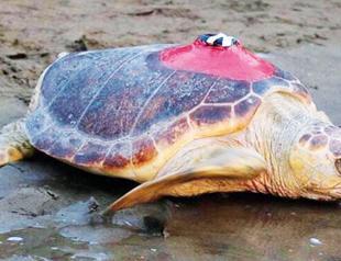 Loggerhead Tuba sets sail to Mediterranean again