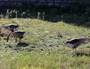 Museum exiled geese to ancient site after one of them bit a visiting kid