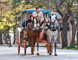 Some 80 horses killed due to glanders in Princes’ Islands