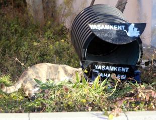 Locals deploy cat houses for winter