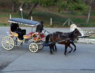 Horse carriages banned for three months on Princes’ Islands after glanders outbreak