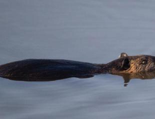 South America native coypu floating in Edirne rivers