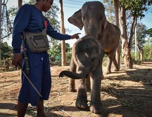 Elephants in Thailand broken for lucrative animal tourism