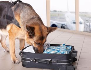 US halts sending bomb-sniffing dogs to Jordan, Egypt as seven die