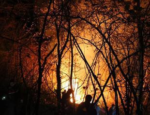 Tens of hectares of woodland burned in four provinces due to garden cleaning