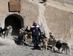 Sick and unattended dogs find comfort in Patiköy
