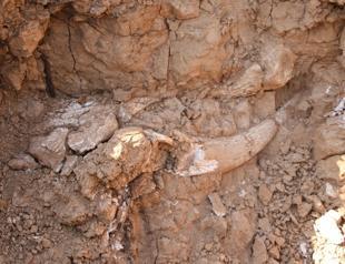 9M-year-old fossils revealed in Turkey