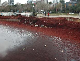 Red algae sign of pollution in Marmara Sea: Expert