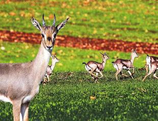 Protection zone established for displaced Syrian gazelles