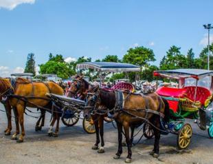 In Istanbul's Princes' Islands, over 500 carriage horses die in a year due  to abuse, heat, overloaded carriages and exhaustion – Straight from the  Horse's Heart