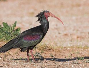 Number of bald ibises continues to increase