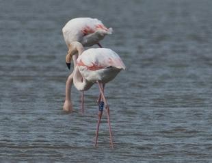 Bursa’s latest pink visitor from Venice