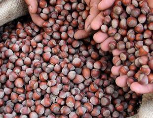 Hazelnut exports up over 43% pct in 4 months