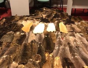 Some 800,000 liras worth beaver pelts seized at Ankara airport