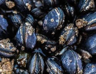 13.5 tons of illegally hunted mussels seized in Turkey