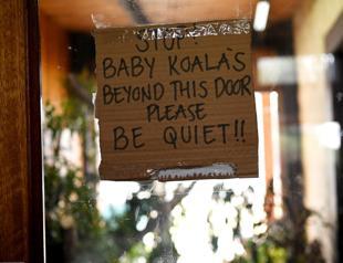 Koalas, wallabies endangered by Australia bushfires ecological disaster