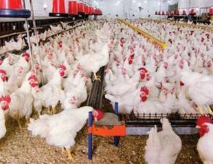 Hen egg production up in November