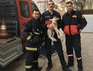 Stranded lamb rescued from air well by firefighters