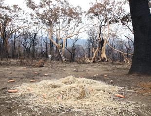 Australian government says to support tourism industry as bushfires recede