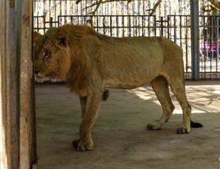 Online campaign to save malnourished lions at Sudan park