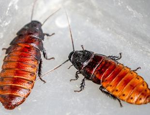 Insect farms cockroaches find buyers in Turkeys south