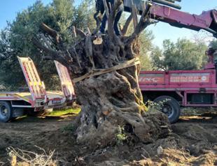 Centuries-old olive tree moves to city center in Edremit