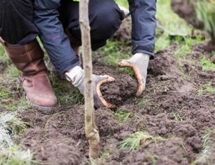 Govt aims to plant 82 million saplings until November