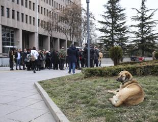Turkish court sentences three over killing stray dogs