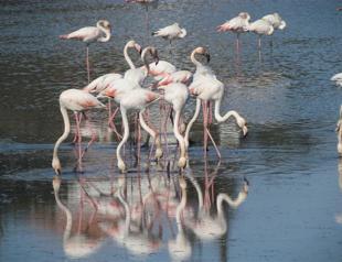 Greater Menderes Delta