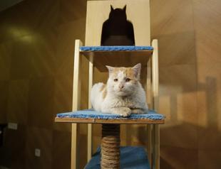 Quake survivor feline Toros takes to Twitter