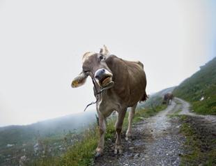 Turkeys animal production up 4.7 percent in 2019