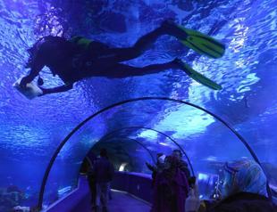 Aquarium divers feed fish with hand