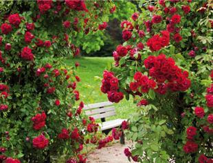 Turkey exports 60 mln roses ahead of Valentines Day