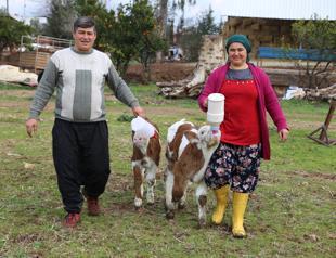 Valentines Day calf helps Turkish woman start farm