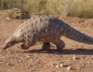 Pangolins still under global threat in 2020
