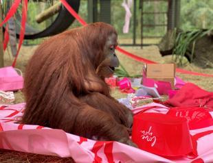 Orangutan granted personhood turns 34, makes new friend