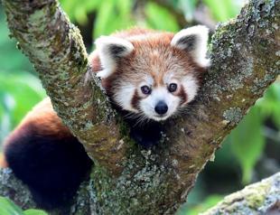 Genetic study shows red panda is actually two separate species