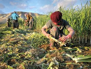 Gender gap among farm workers narrows slowly