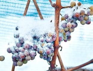 Germany’s ice wine harvest fails because of mild winter