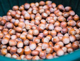 Turkey earns $1.44 bln from hazelnut exports in 6 months